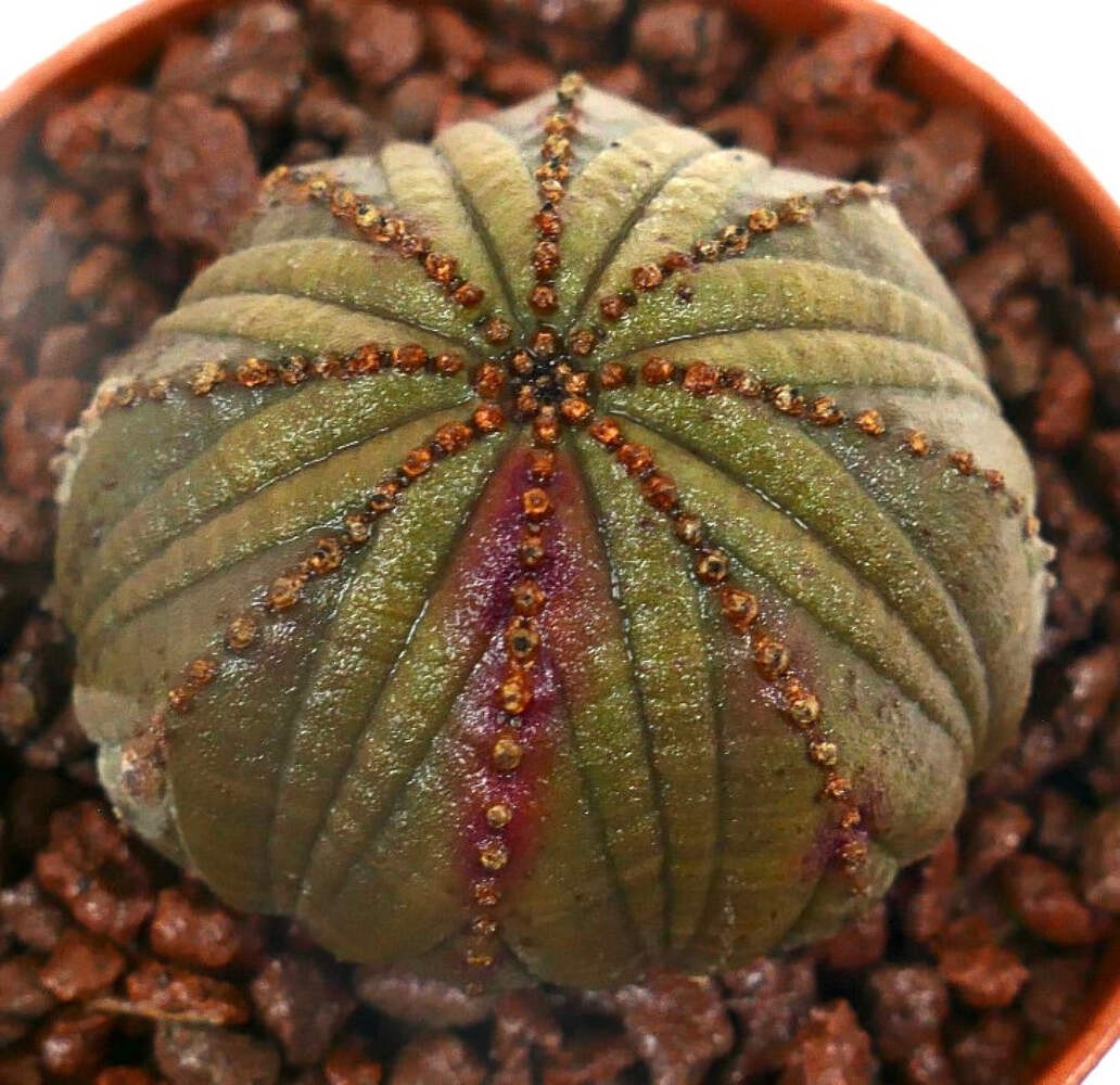 Euphorbia obesa DARK GREEN & PINK ARROW HB023-14 – Baseball plant | Sea urchin p