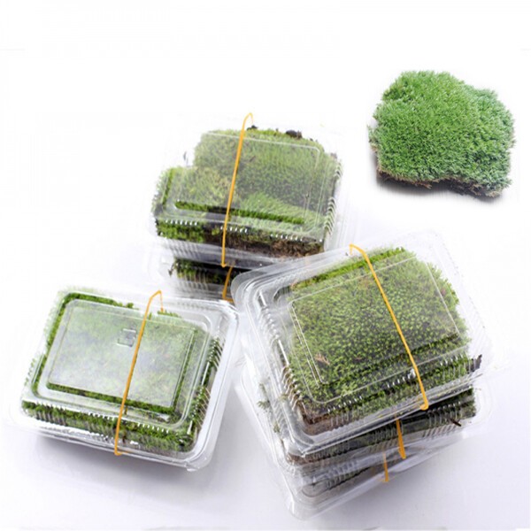 Natural Reindeer Moss Preserved Dried Craft Flower Stamen Decoration