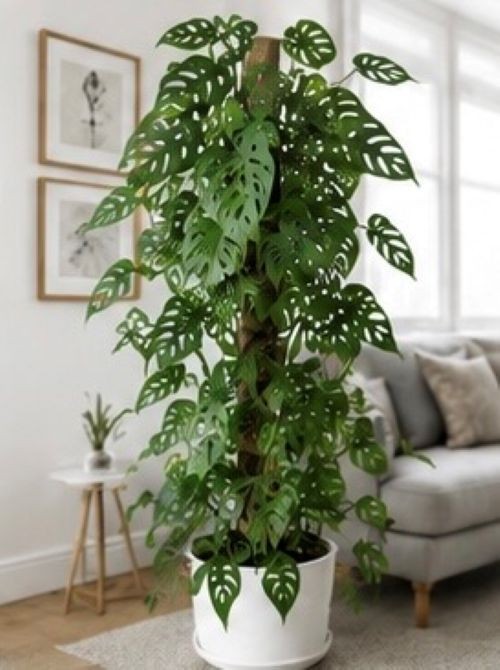 Swiss Cheese Plant /Monstera adansonii Live Plant 12″ Tall With 4″ Pot
