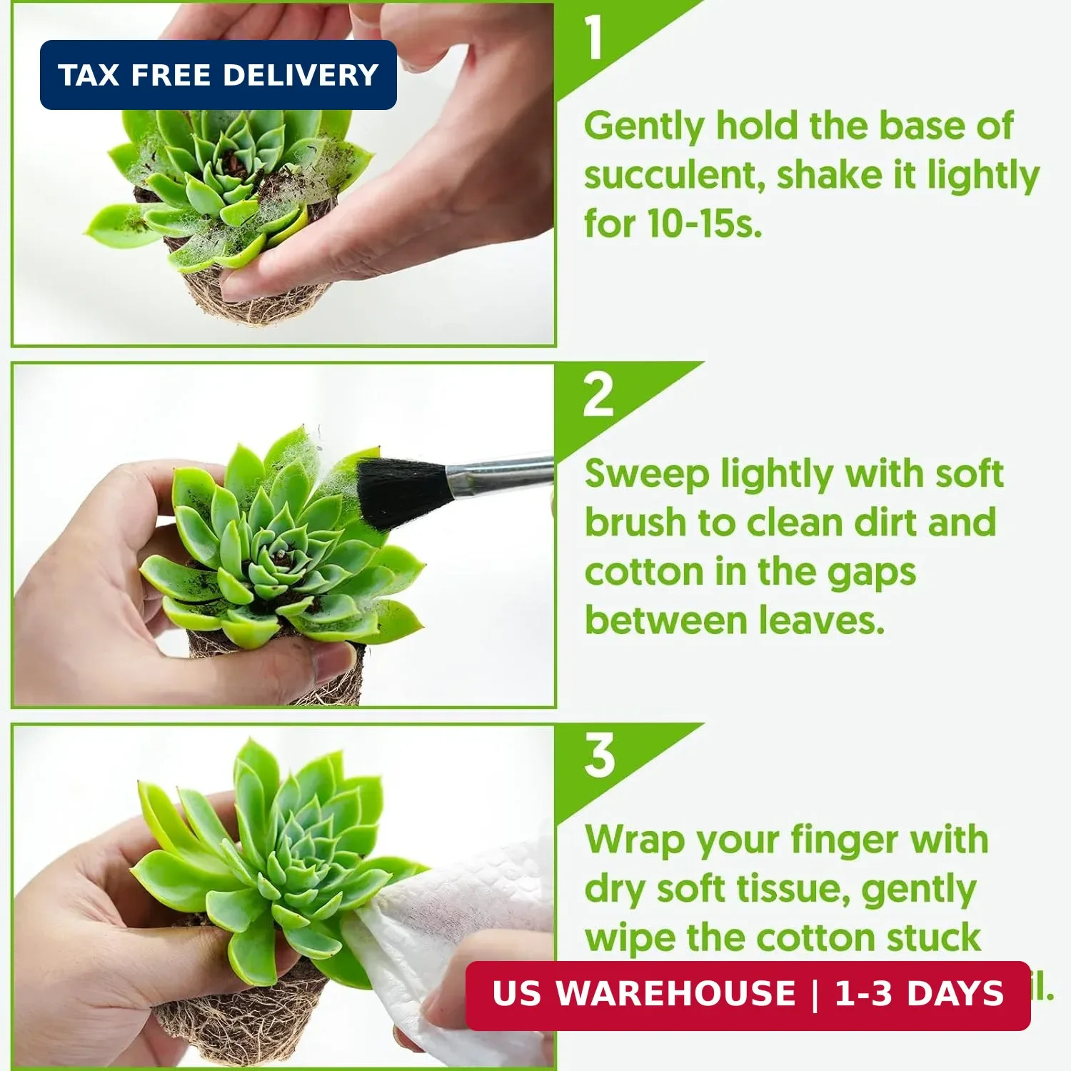 Sprout N Green 4″ String of Pearls, Live Trailing Succulent Fully Rooted in Pots