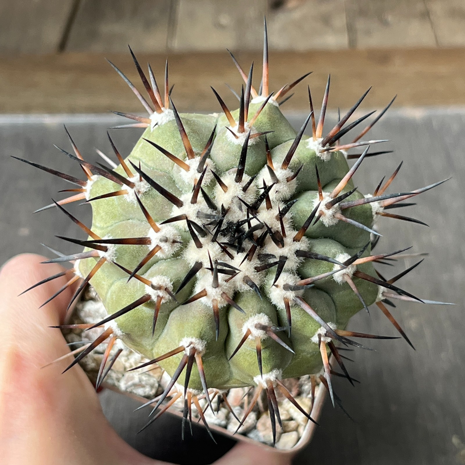 A2-1532 Copiapoa cinerea x longistaminea KP839, Ruta-taltal, Ant, grafted