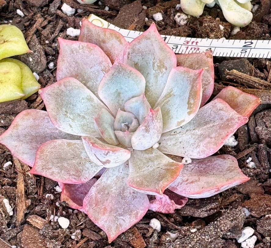 Echeveria ‘ Fiona’ Line Variegata 2.5′