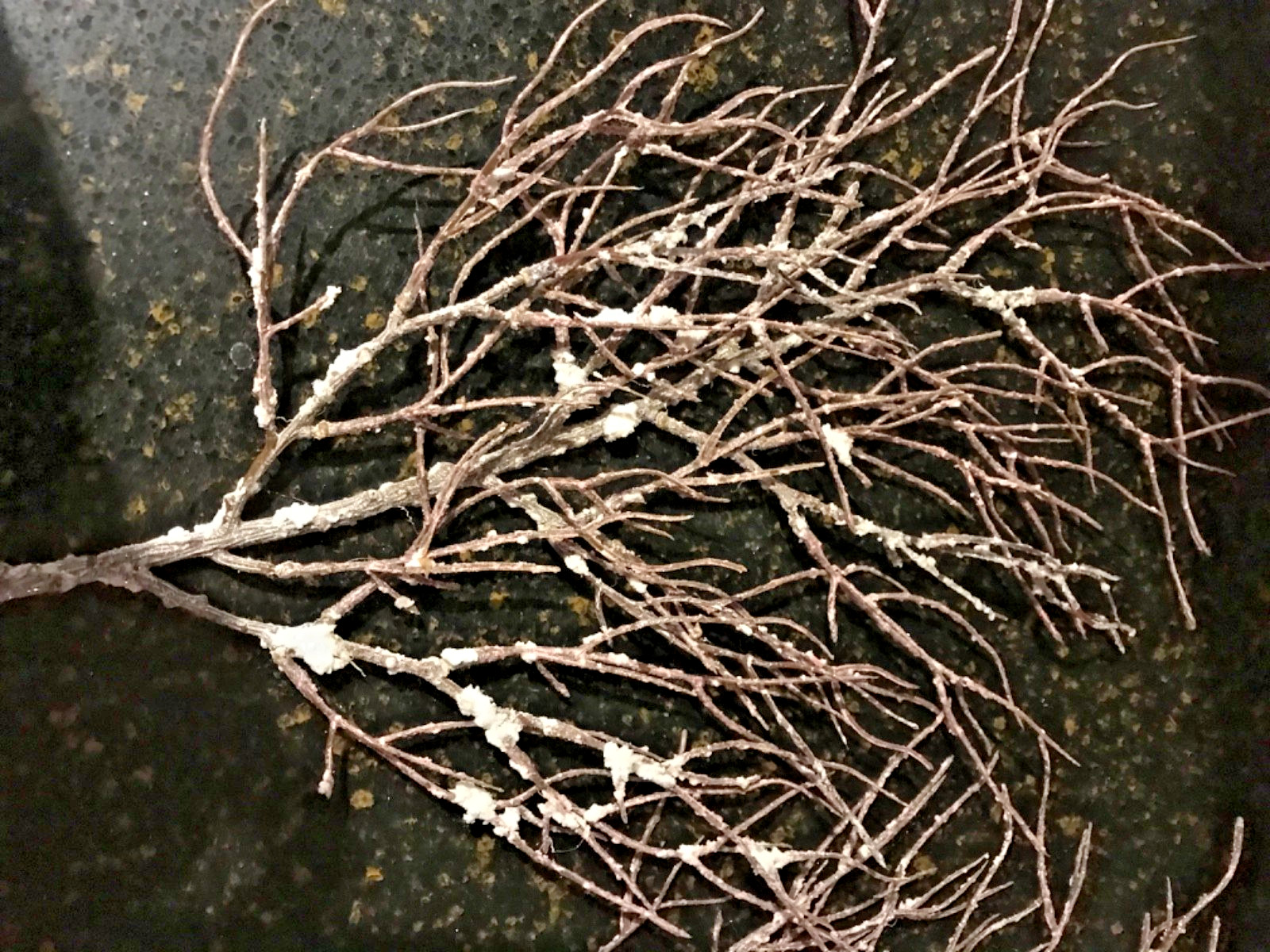 Valerie Parr Hill/QVC Set of 5 Life-like Brown Branch Pick, Tree Decor, LN! 12″