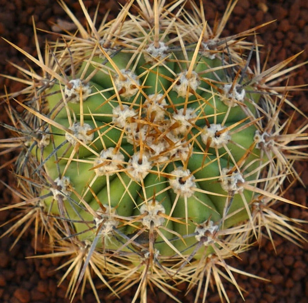 Cereus pasacana 11,5cm diameter – Pasacana cactus | Argentine saguaro
