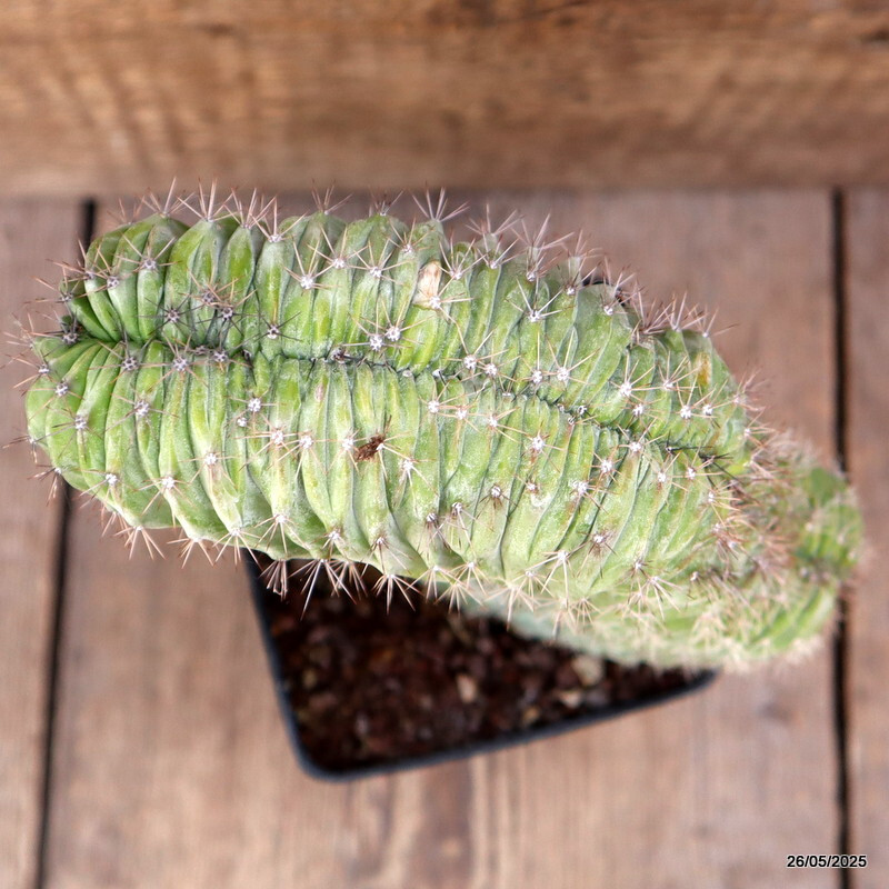 D4375 POLASKIA CHICHIPE CRESTED pot10-H20-W15 cm MaMa Cactus