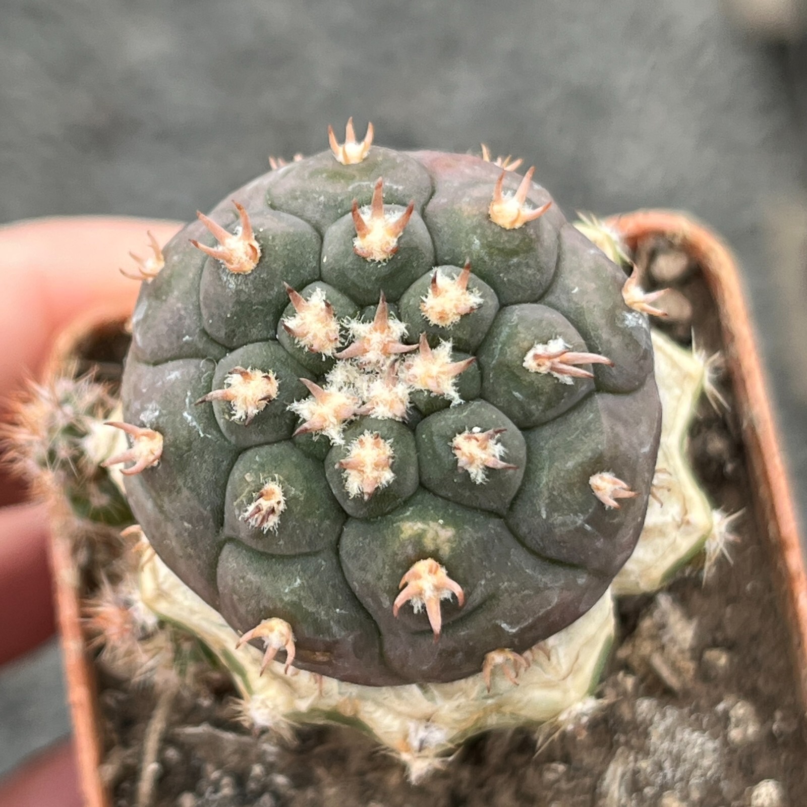 A27-1431. Gymnocalycium spegazzinii v. unguispinum SL-44b (Grafted)
