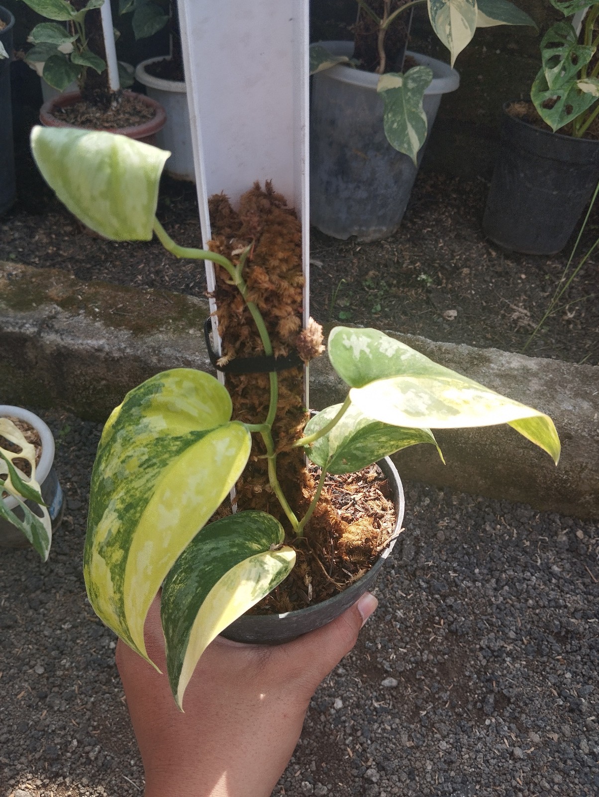 Scindapsus Andalas Variegated Medium Size Real Picture