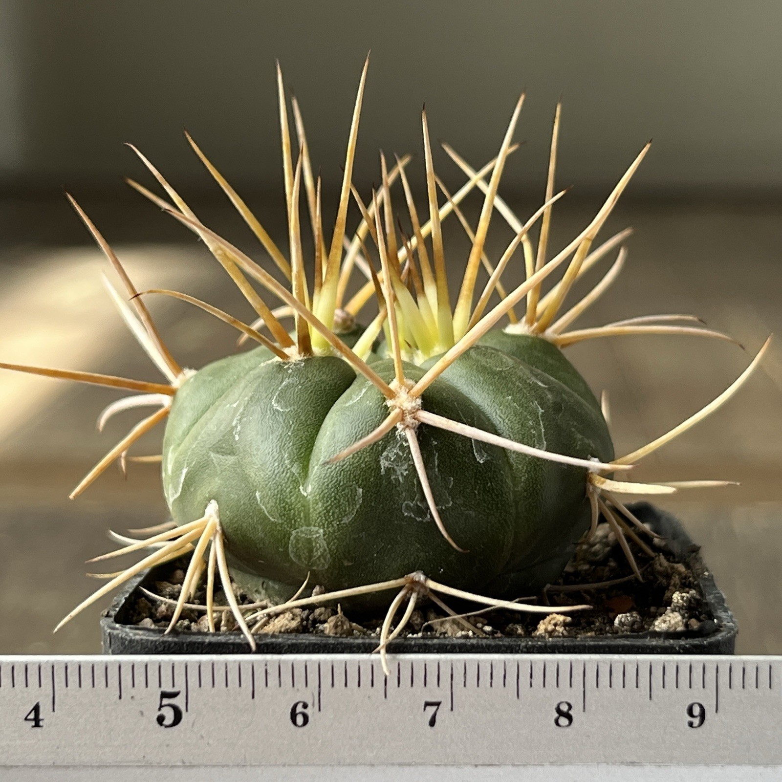 A12-470. G. Eurypleurum, own root