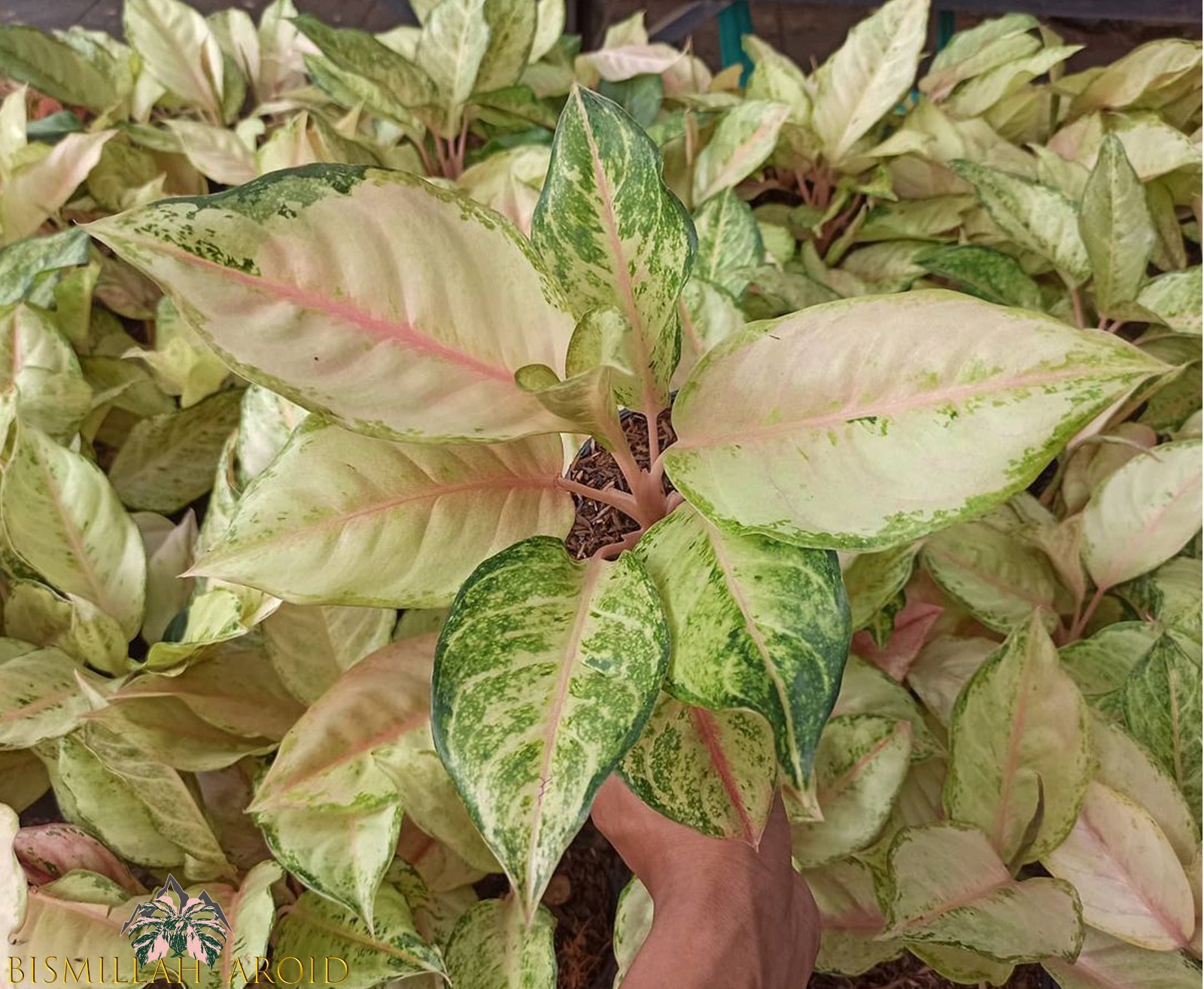 Aglaonema Frozen Beautiful Condition Real Picture