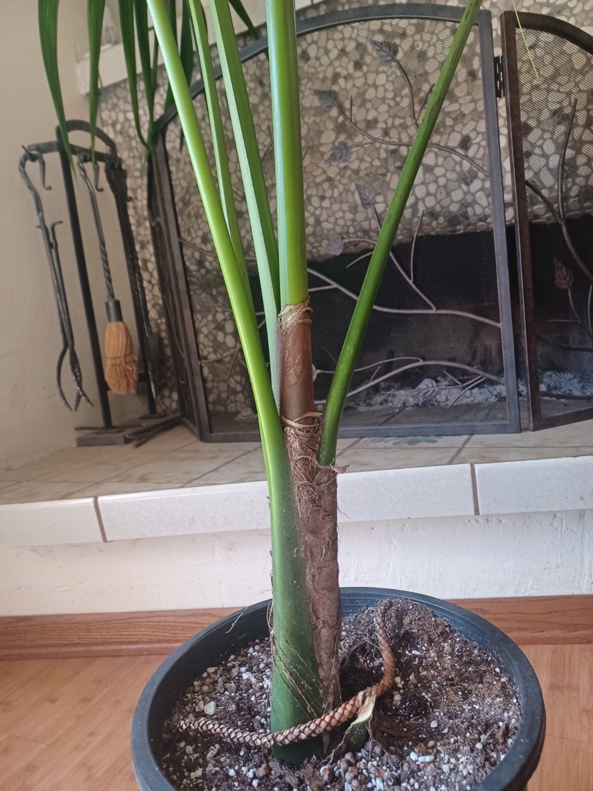 Living Kentia Palm