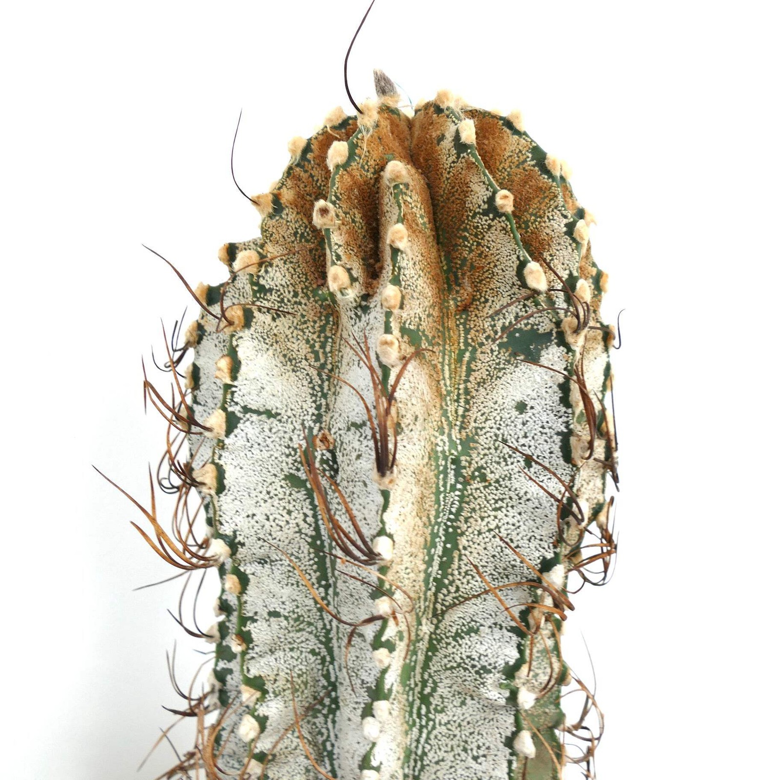 Astrophytum niveum (Cuatrocienegas) SEEDS – Rare Cactus SEEDS