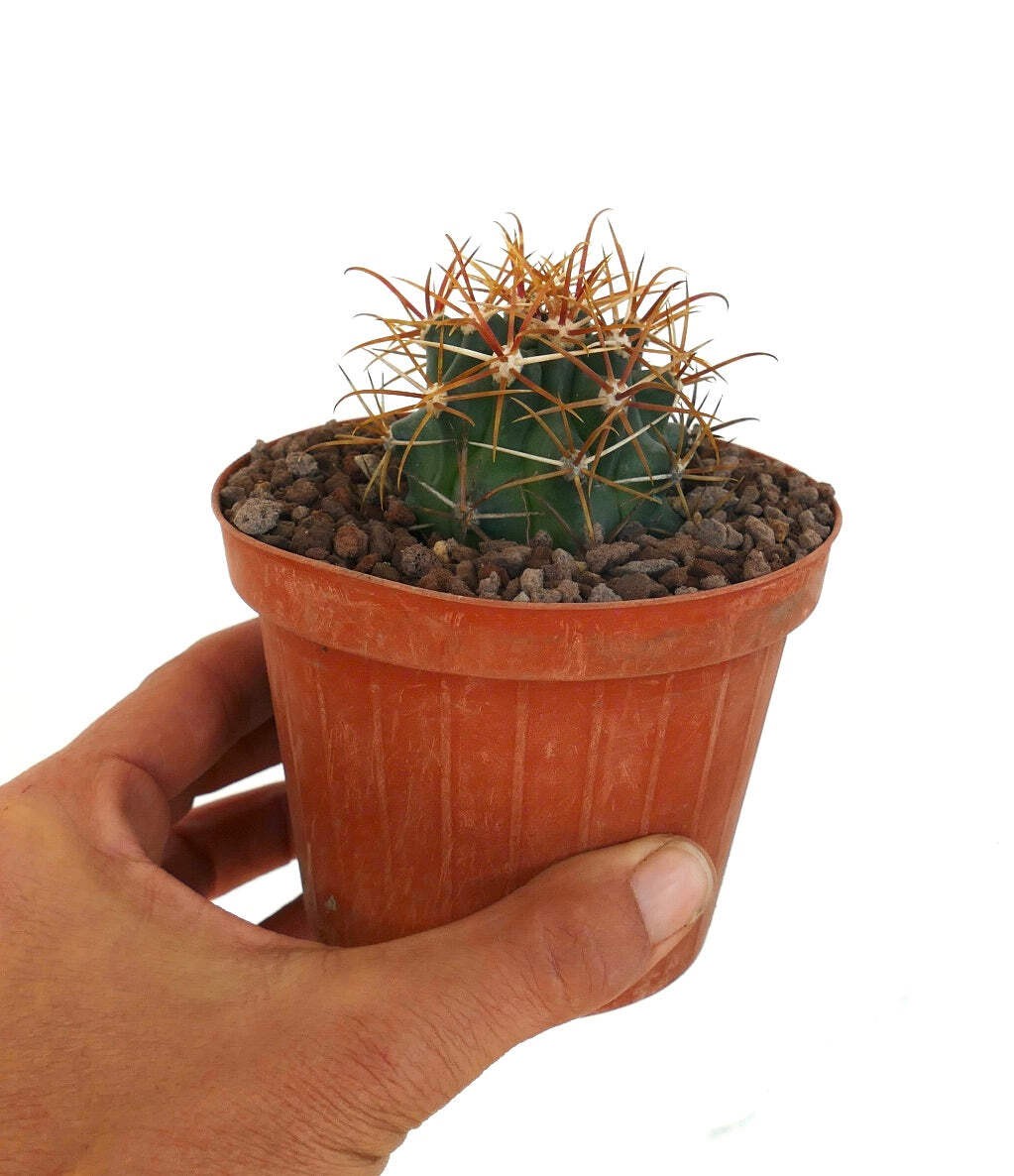 Ferocactus chrysacanthus ORANGE spines – Golden barrel cactus | Golden spined ba