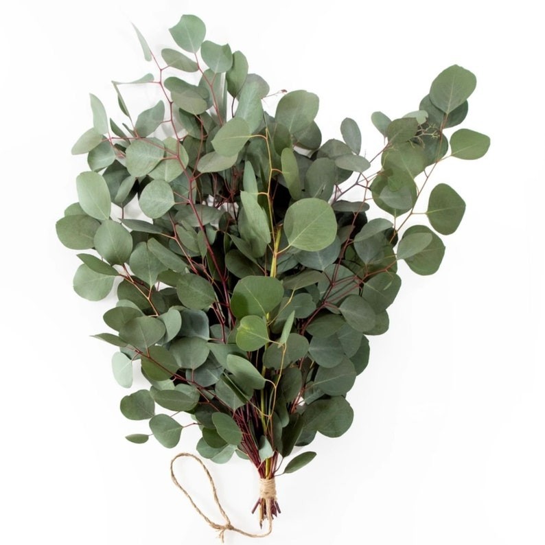 Large Bundle Fresh Silver Dollar Eucalyptus Stems, Home Decor, Gift for Her
