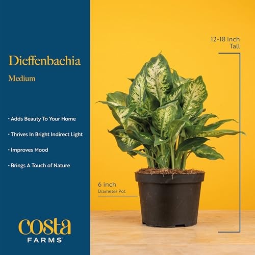 Dumb Cane Live Plant in 1 Foot Tall Indoor Garden Plant Pot Dieffenbachia