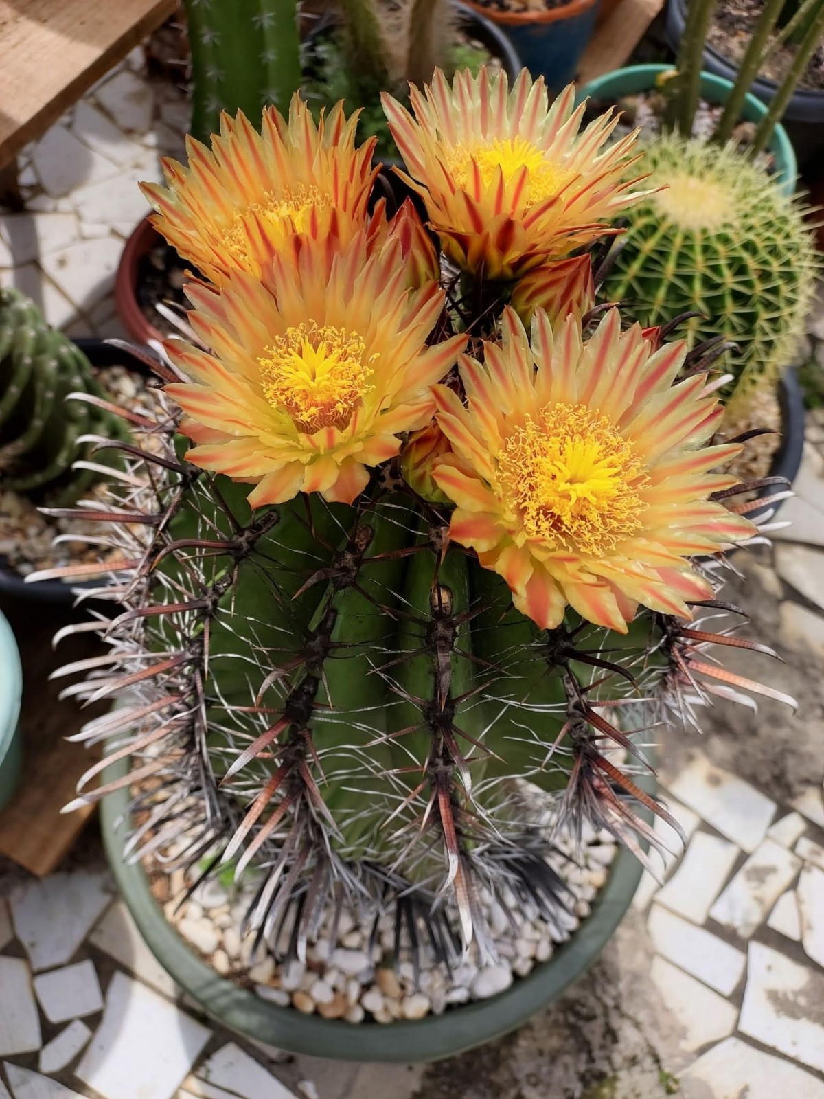 FEROCACTUS HERRERAE Cactus 15gal