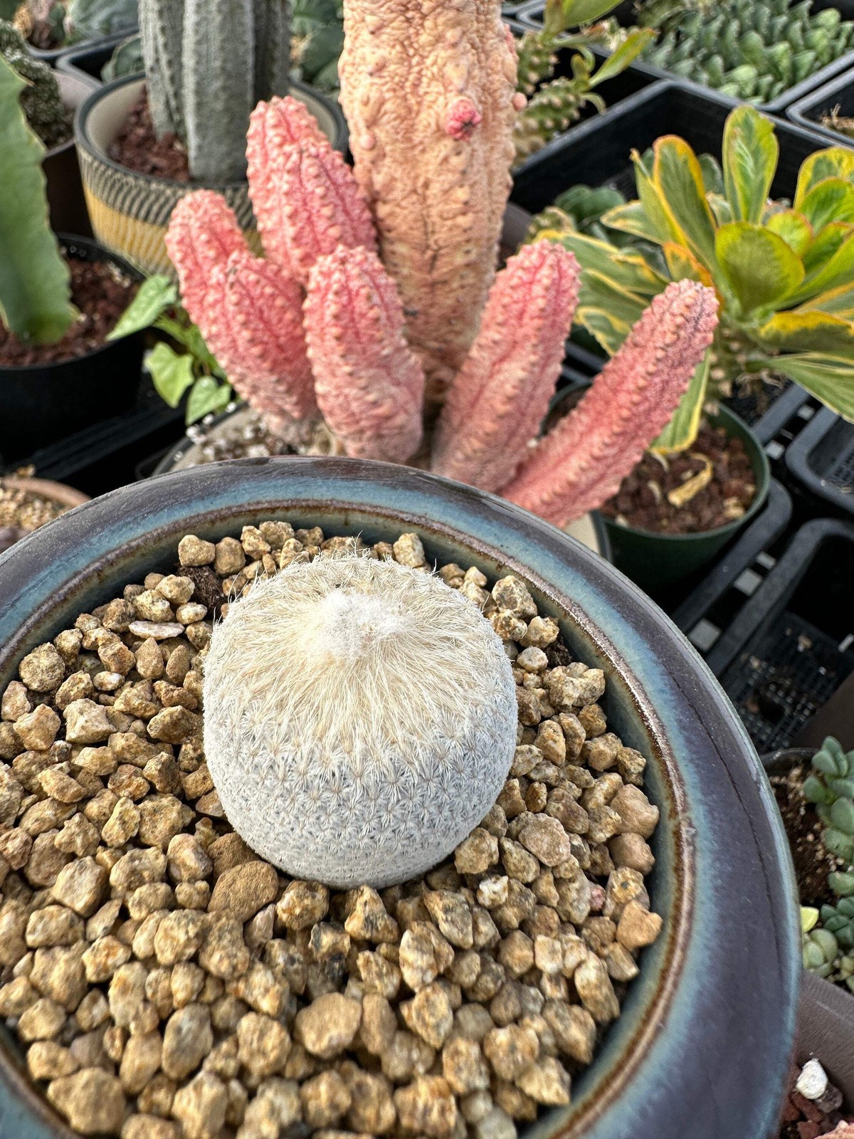 Rare Cactus – Epithelantha Bokei