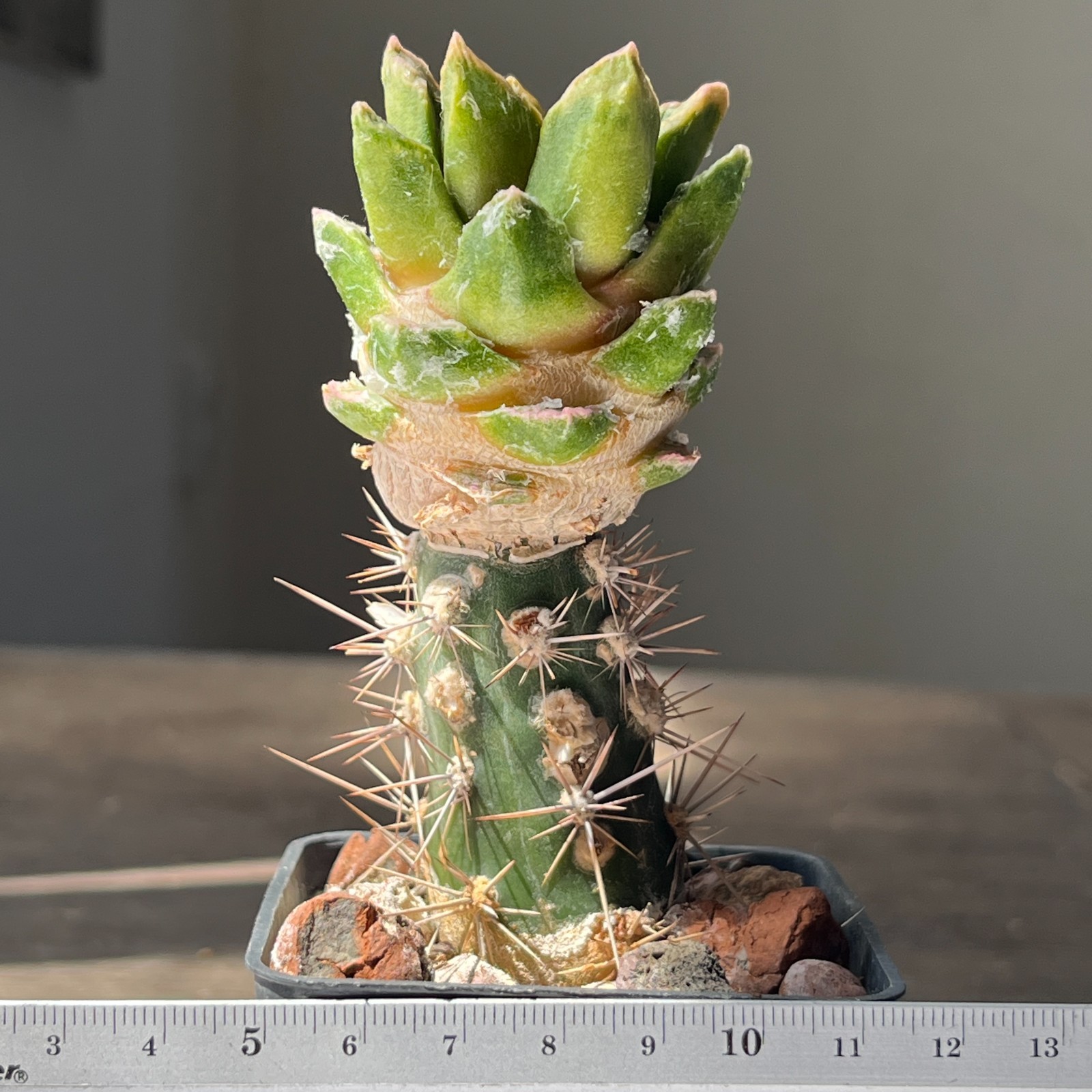 A53-775 Cactus hybrid (agavoides x kotsch), grafted