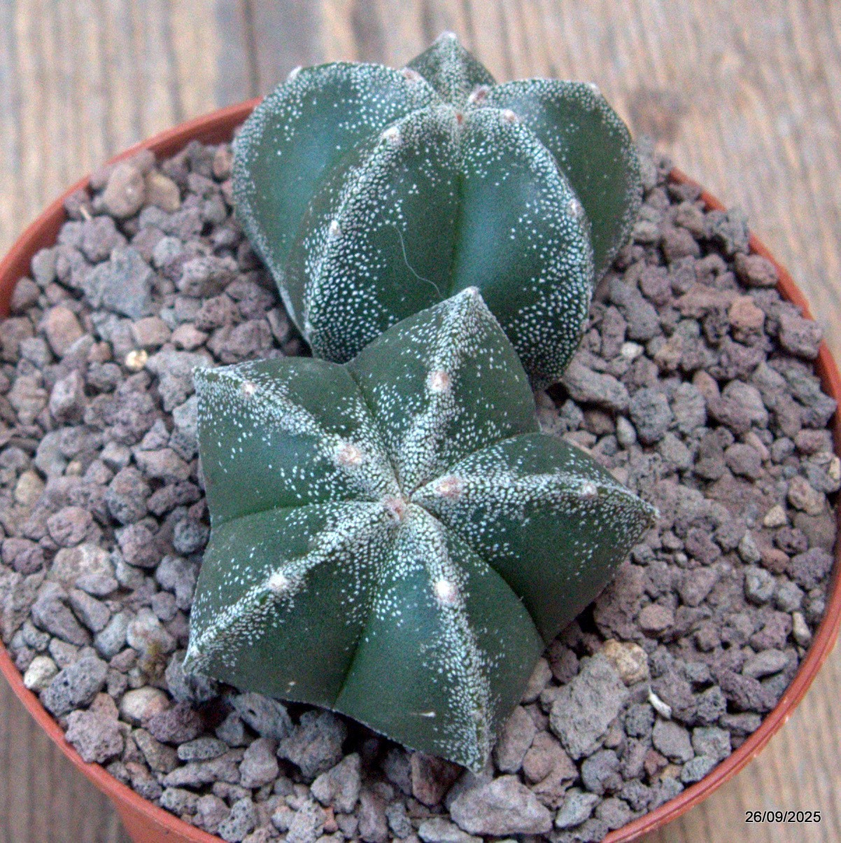 D6695 ASTROPHYTUM MYRIOSTIGMA DICHOTOMIC pot10-H5-W9 cm MaMa Cactus