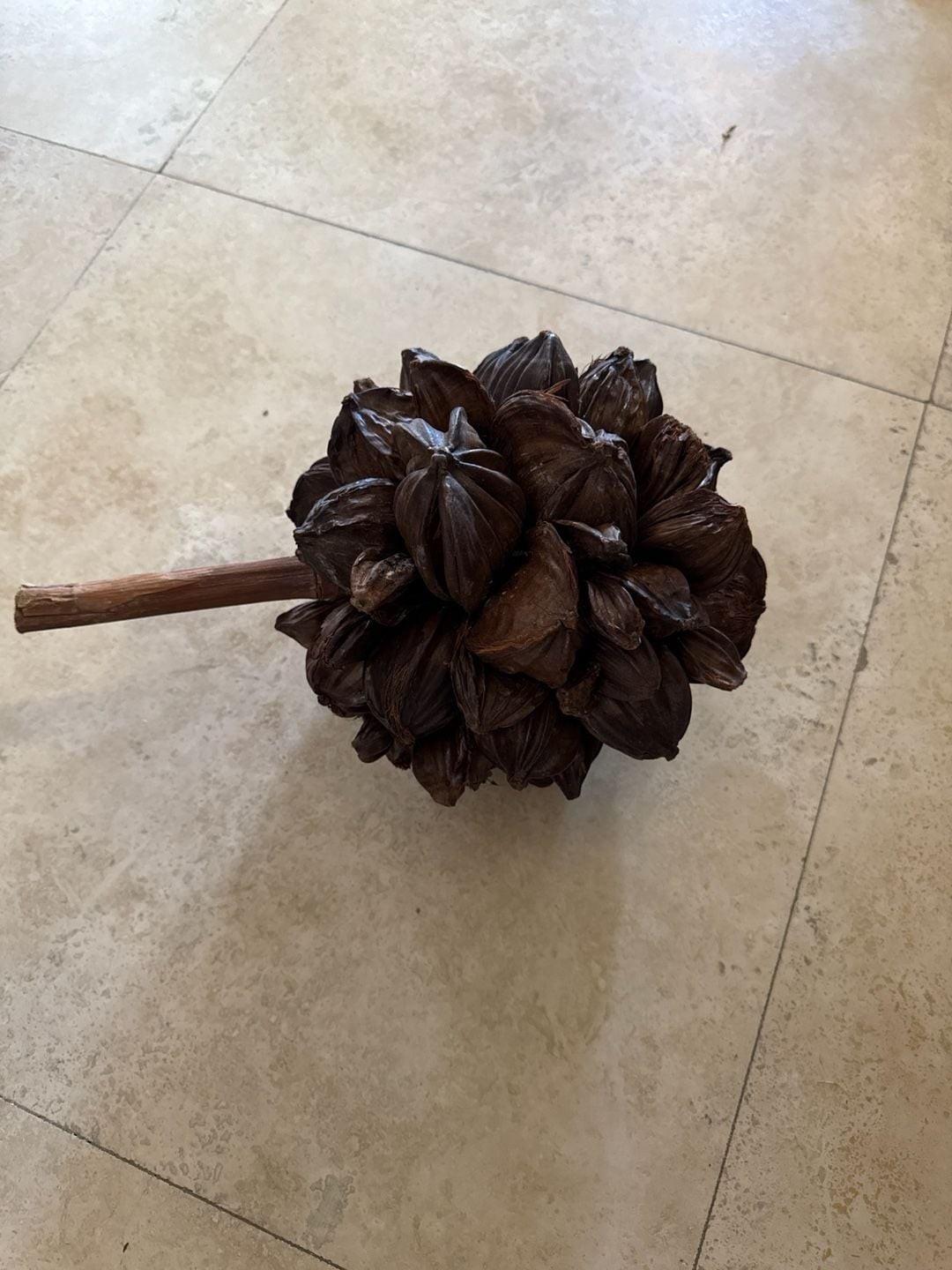 Dried Nipa Palm Fruit Cluster (Nypa Fruticans) Decorative Botanical Specimen