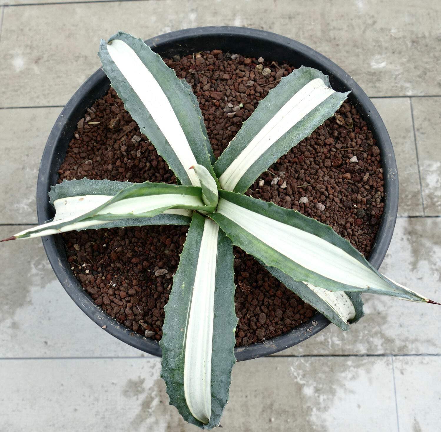 Agave americana MEDIOPICTA ALBA WHITE VARIEGATED 36,5cm – Century plant | Americ