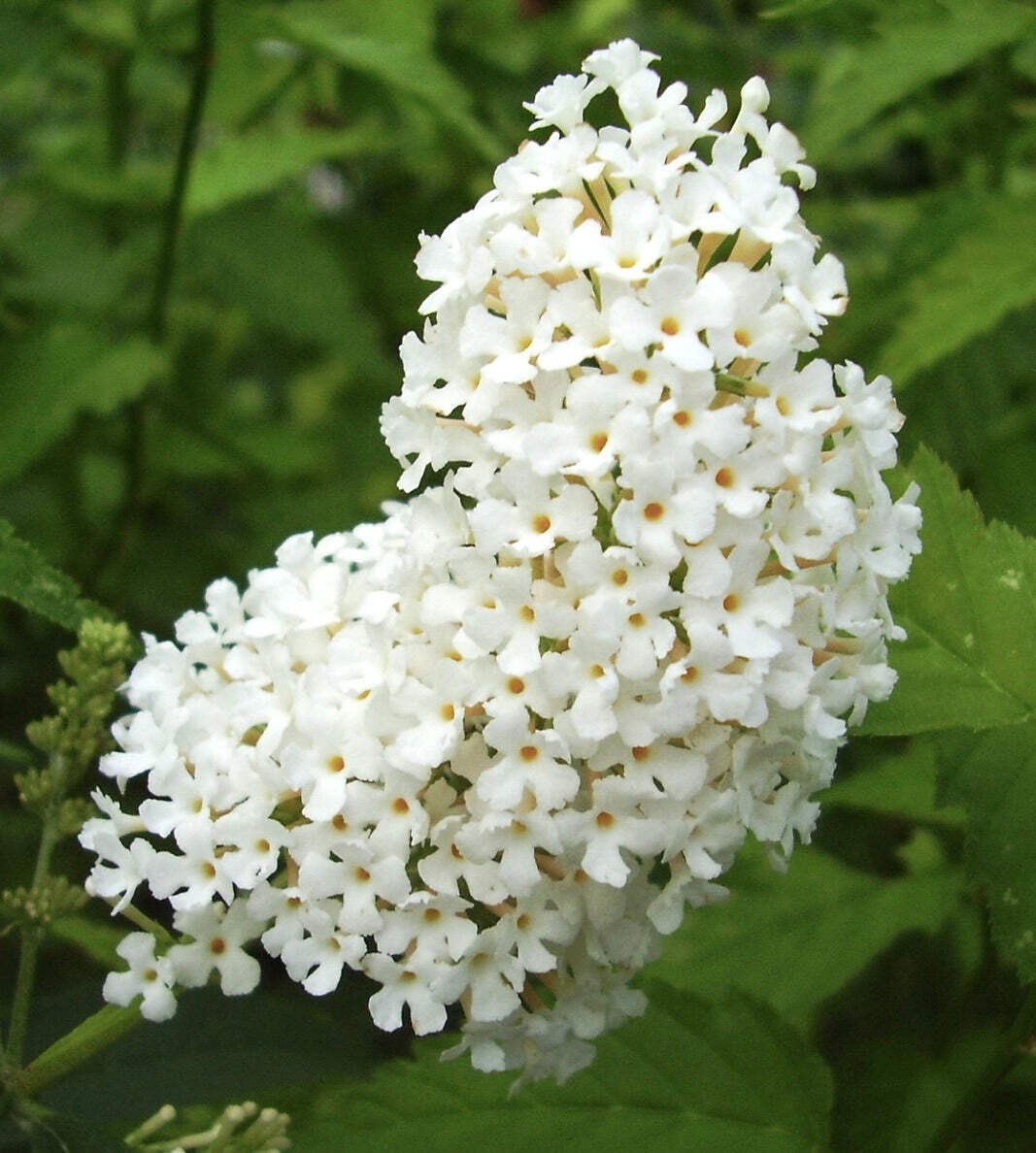 Buddleja davidii cv ‘White Profusion’ – Butterfly bush | Summer lilac