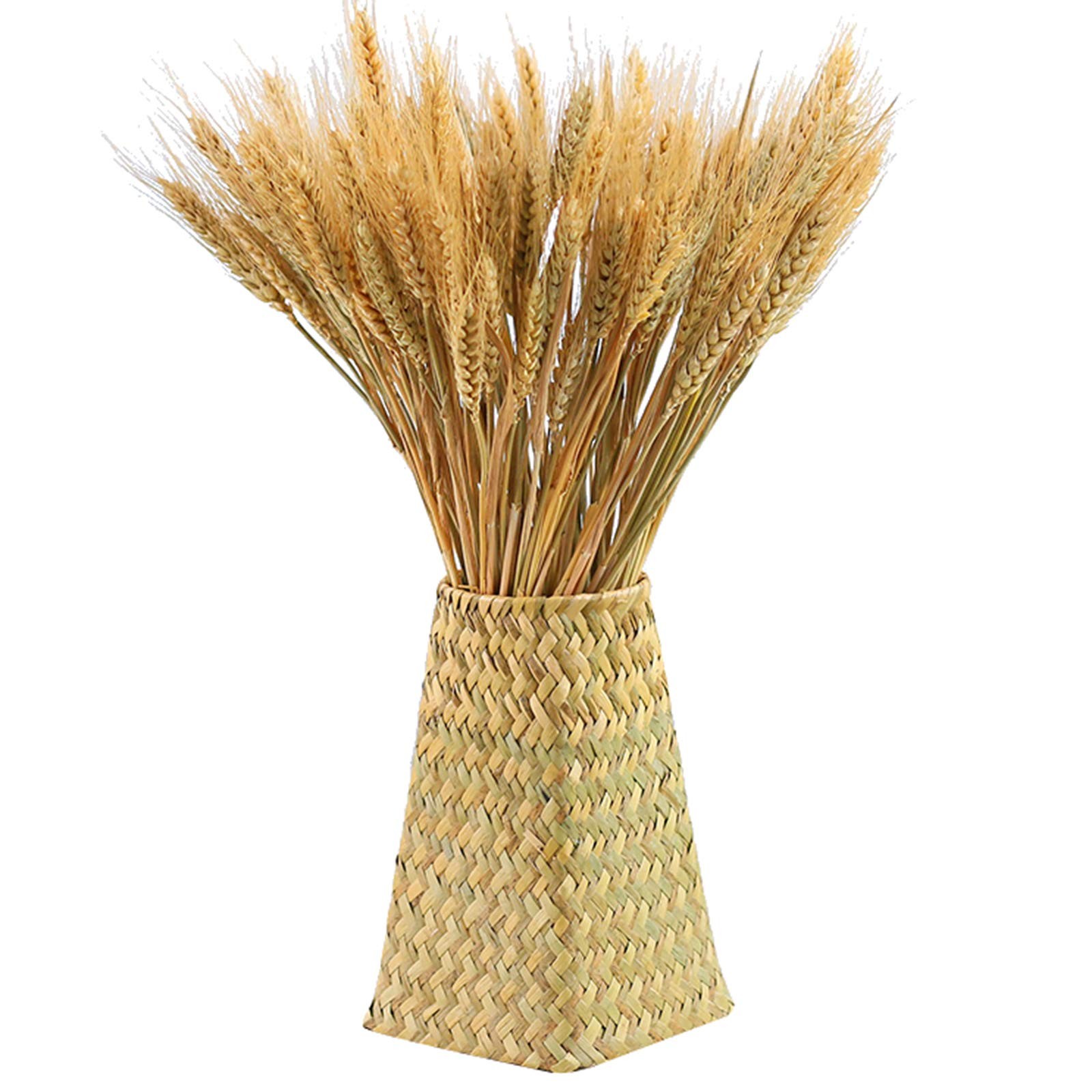300 Stems Dried Wheat Stalks, 16 Inch Natural Wheat Sheaves Fall Arrangement …