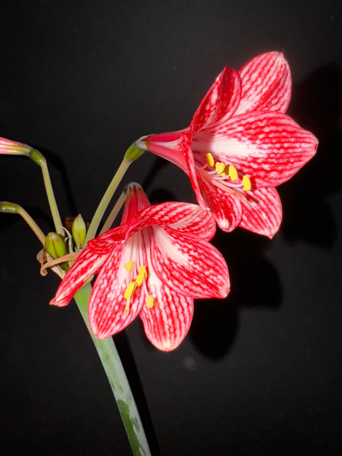 Hippeastrum incachacanum – VERY rare bulb 2.5 cm