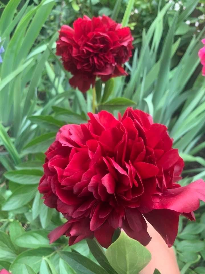 Peony Plant Root “Chaklunka” ( Gorobets) ,with 3-5 eyes