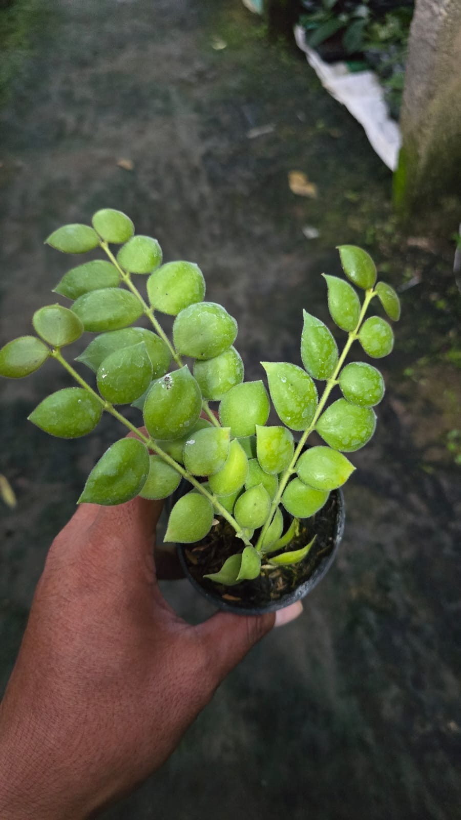 Real Picture Hoya Aeschynanthoides Rare Plant