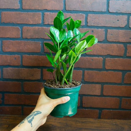 ZZ Plant with 6″ inch Potted Live Houseplant | Zamioculcas Zamiifolia