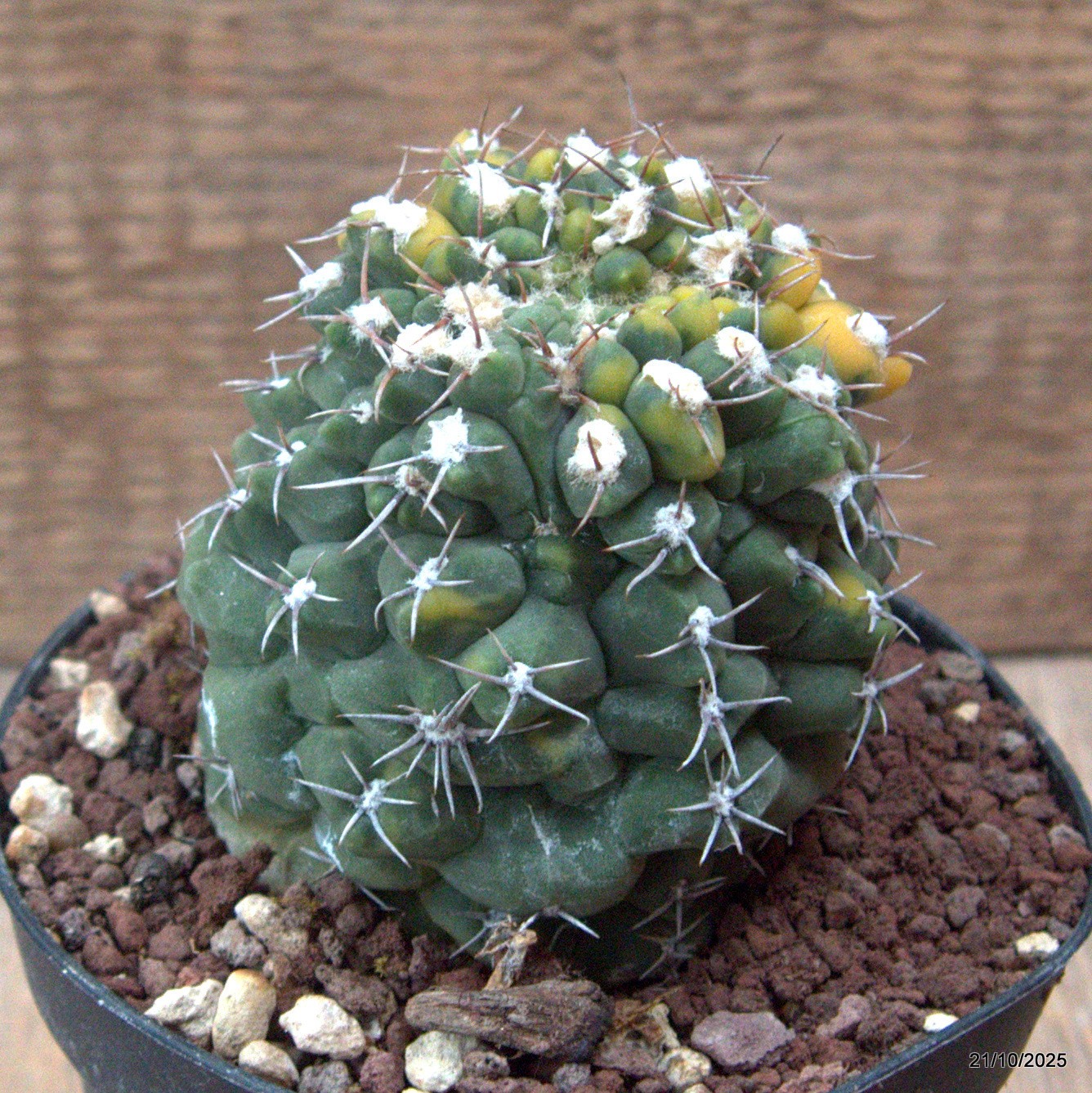 D7049 GYMNOCALYCIUM BALDIANUM VARIEGATED pot12-H9-W8 cm MaMa Cactus