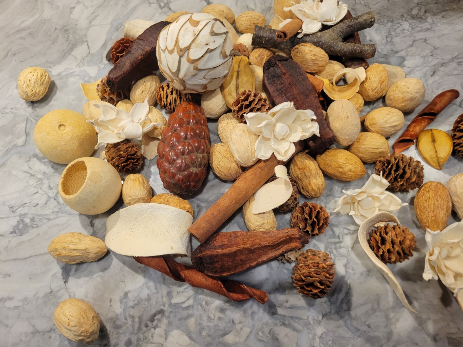 Pottery Barn Assorted Dried Nat. Wood Vase Filler, unique shapes, ivory and Tan