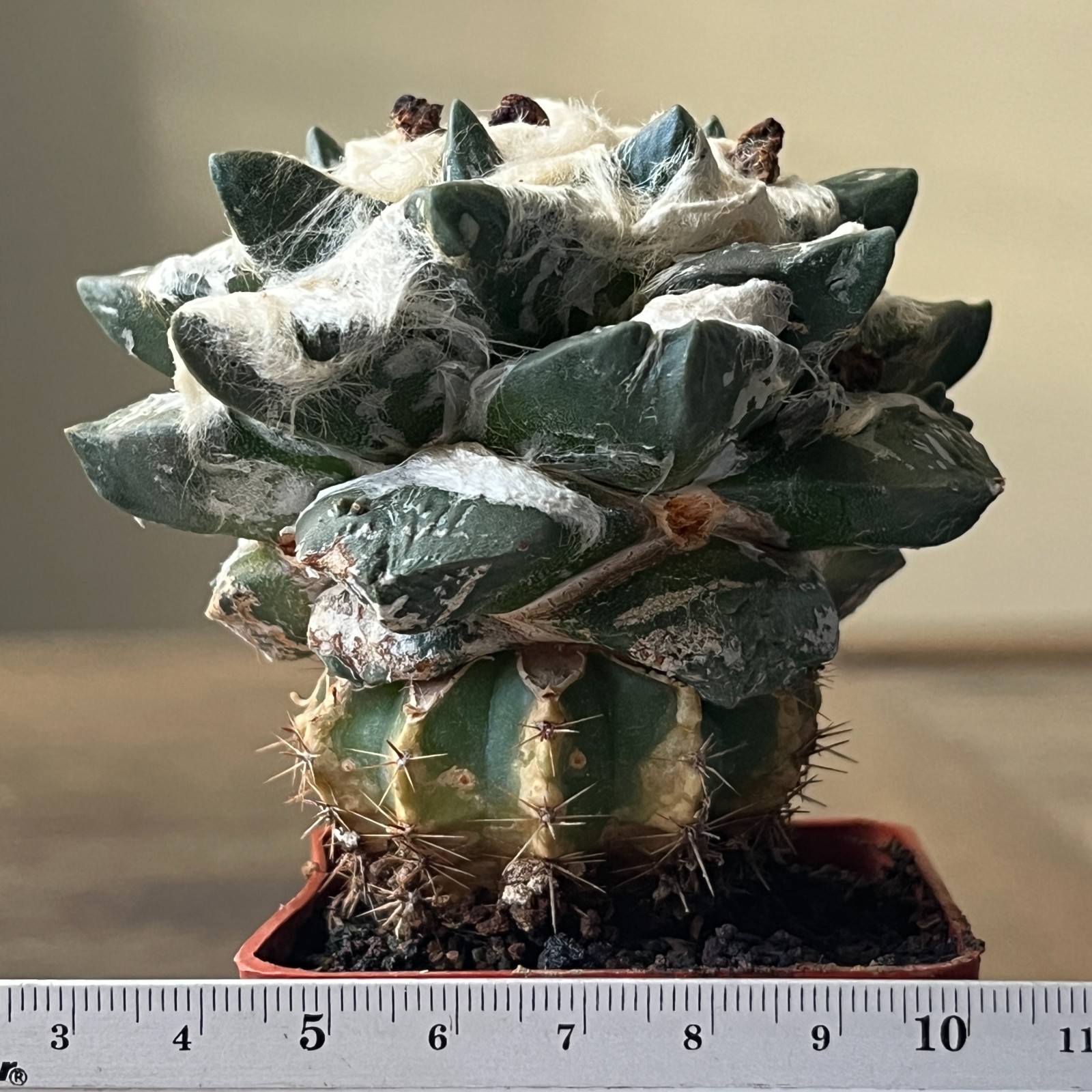 A52-1450 Cactus hybrid (fiss. x trigon), grafted
