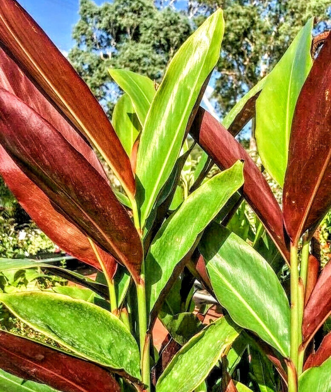 Live Plant Alpinia Caerulea