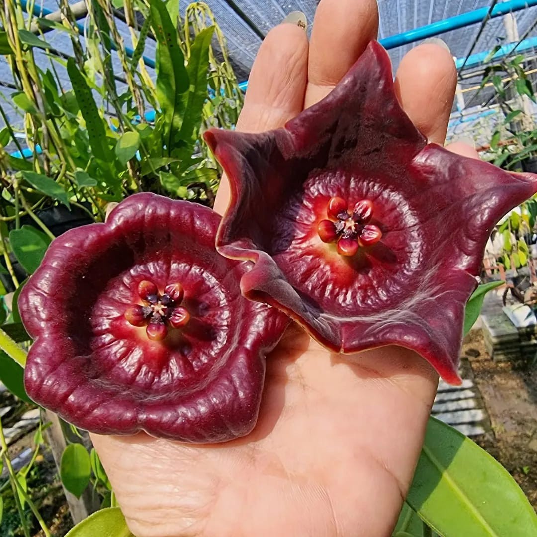 Hoya Gigas Big Size Rare Tropical Wax Plant
