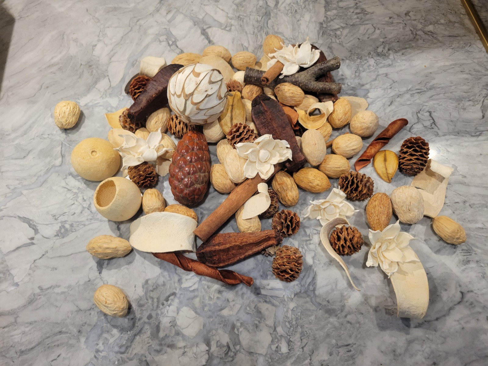 Pottery Barn Assorted Dried Nat. Wood Vase Filler, unique shapes, ivory and Tan