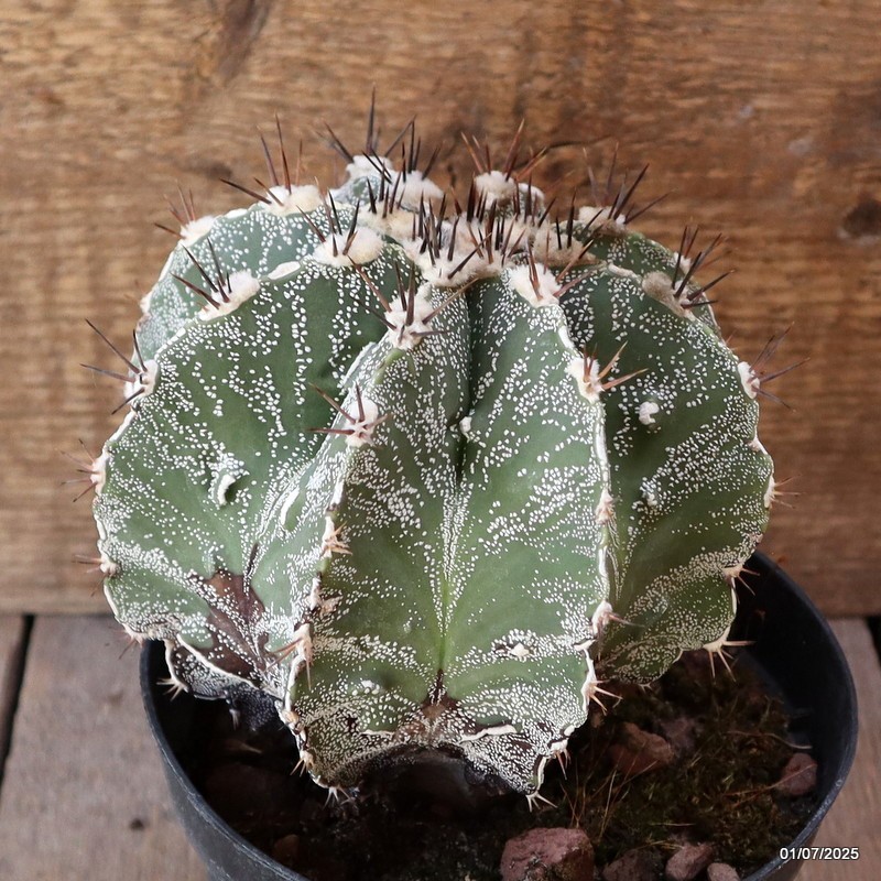 D4959 ASTROPHYTUM ORNATUM pot14-H13-W14 cm MaMa Cactus