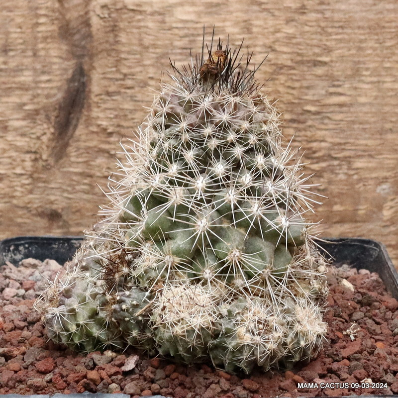 D3180 COPIAPOA MARITIMA PROLIFERA pot14-H10-W11 cm MaMa Cactus