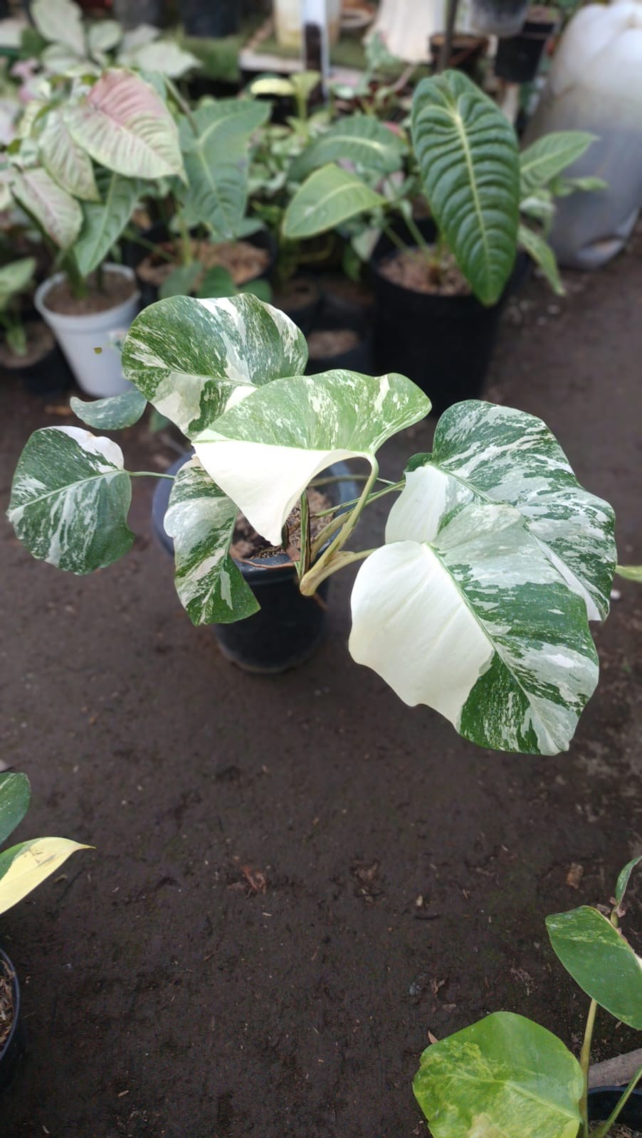 Real Picture Monstera White Swan Marble Variegated 6 Leaves