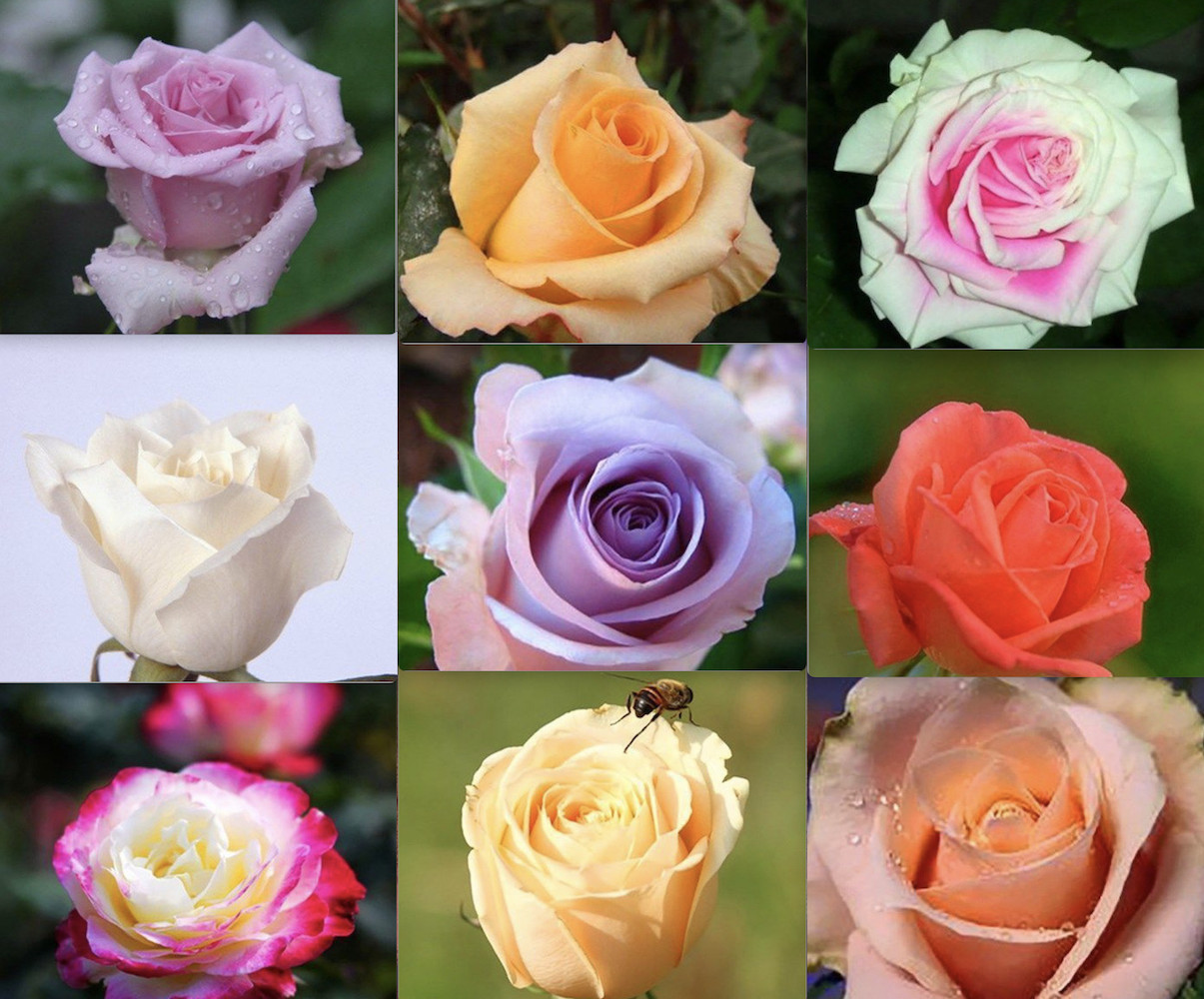 (10) CLASSIC ROSE SEEDS perennial flower garden plant bush tea USA SELLER TRACK