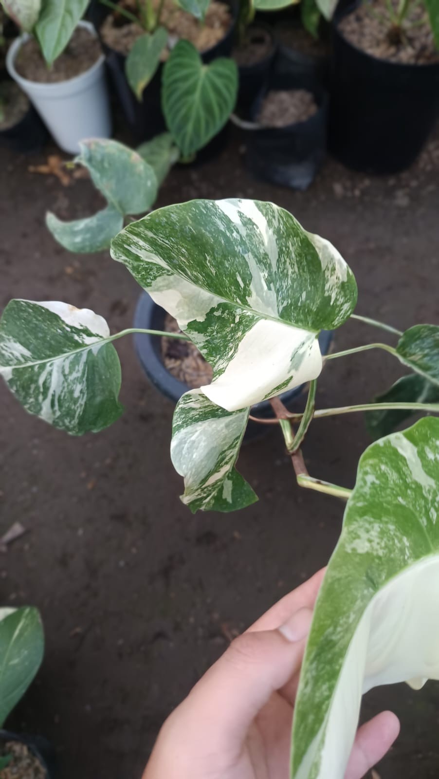 Real Picture Monstera White Swan Marble Variegated 6 Leaves
