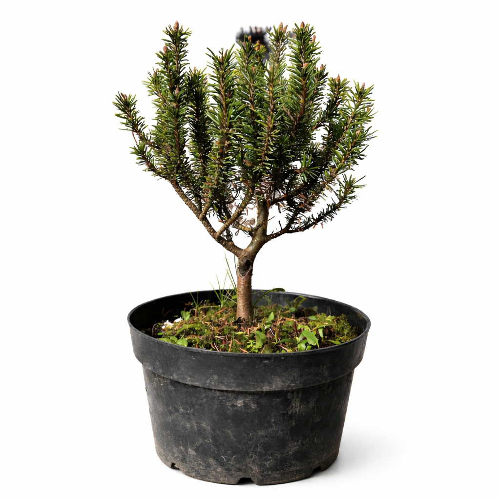 Pinus mugo cv MINUTIFOLIA – Mountain pine | Dwarf mountain pine