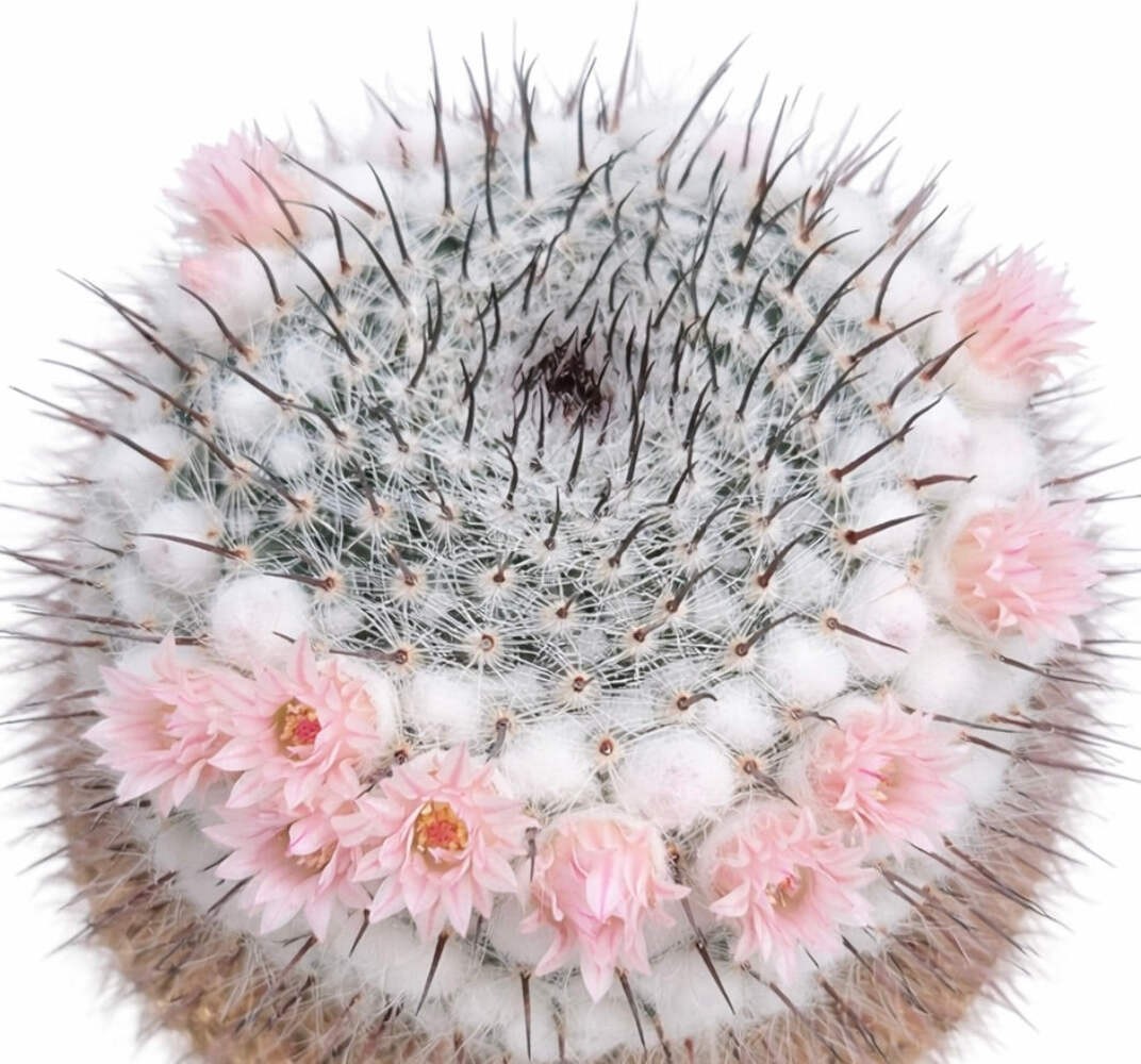 Mammillaria ritteriana SEEDS – Rare Cactus SEEDS
