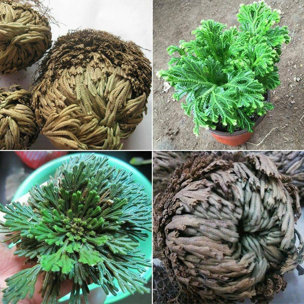 Rose of Jericho, 1-10 Packs- Resurrection Flower – Ferns – Live Plant Bulb Rose