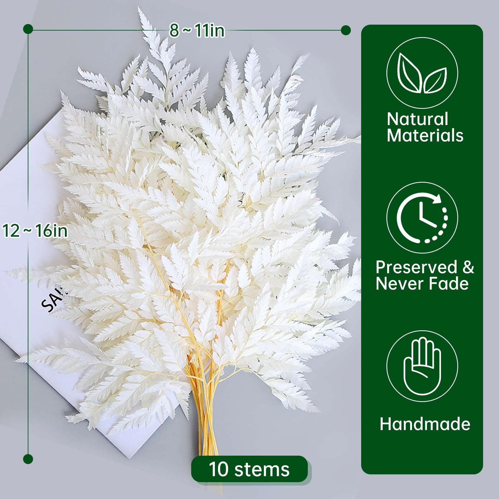 Fern Preserved White Ferns, 10 PCS Dried Boston Fern with Stems, 15” Real Le…