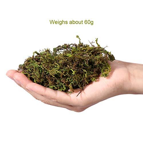 1 Pack Artificial Moss Fake Lichen Simulation Green Faux Pot Moss for DIY