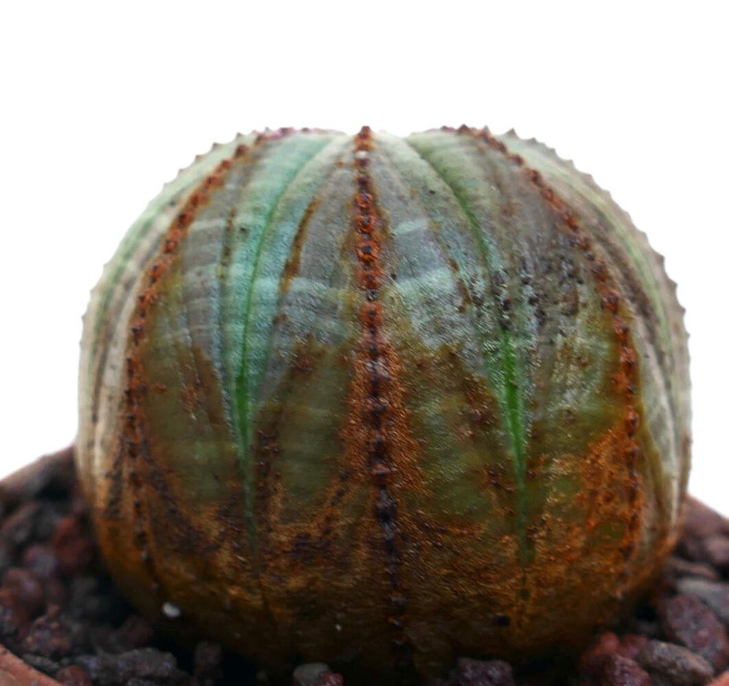 Euphorbia obesa SELECTED PATTERNS M16 – Baseball plant | Basketball plant