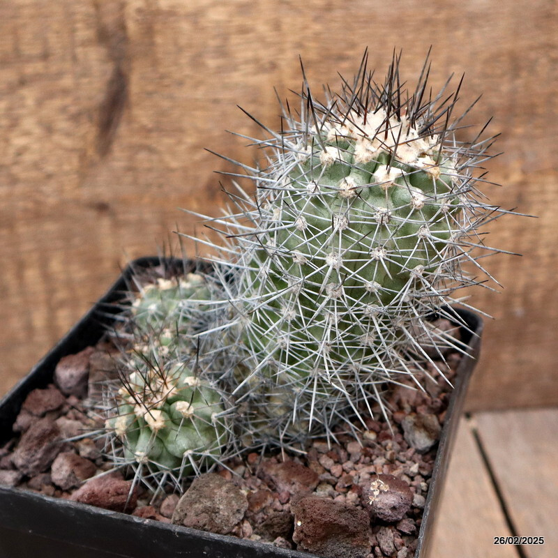 D3678 COPIAPOA LONGISPINA pot14-H13-W11 cm MaMa Cactus