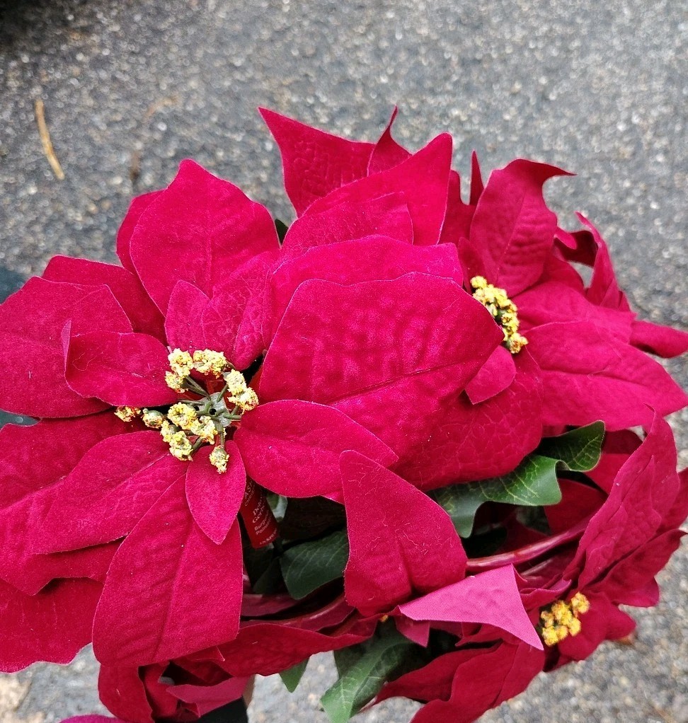 Artificial Poinsettia Deluxe Bushes 2 Bushes Christmas Flowers Burgundy