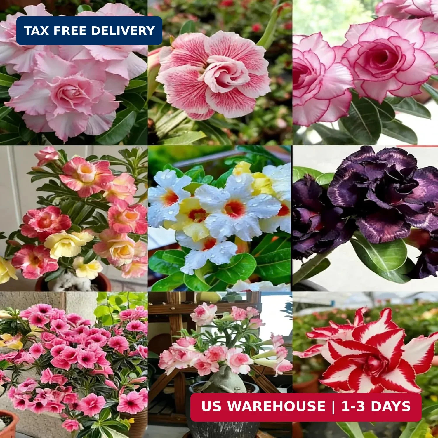 Desert Rose Seed for Planting, 100 Mixed Adenium Somalense Seeds, Shrub Flower P